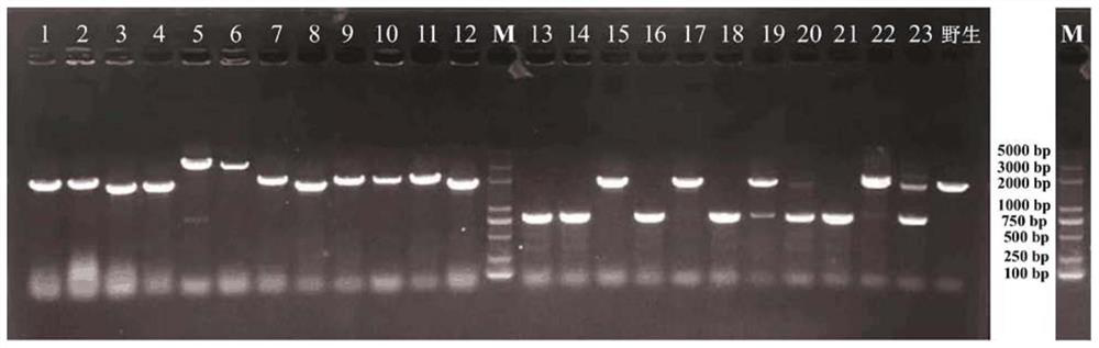 A kind of method for improving biofilm formation of Citrobacter welchii