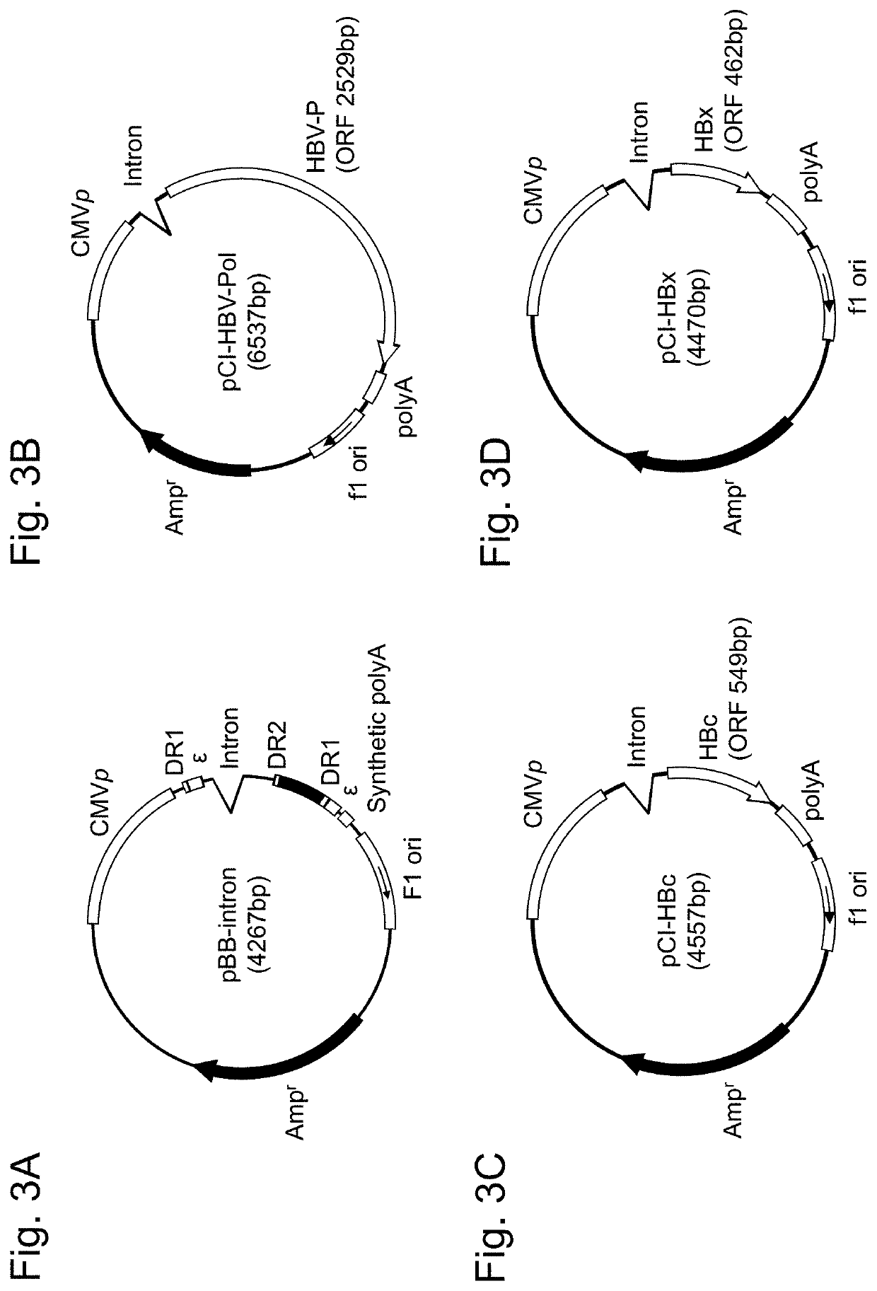 Composition for treating hepatitis b, and method for evaluating replication activity of hepatitis b virus