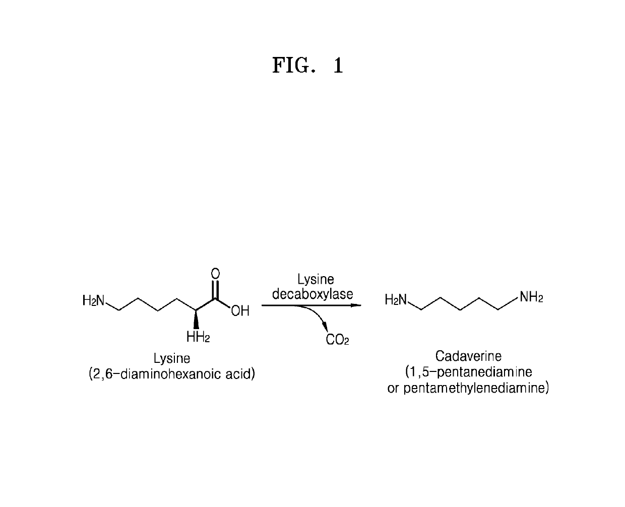 Lysine decarboxylase having improved stability with a pH change, microorganism comprising a polynucleotide encoding the same, and method for producing cadaverine using the same