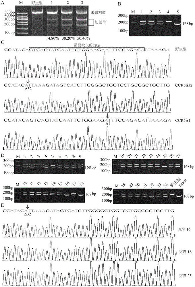 Method for precisely editing genome DNA sequence