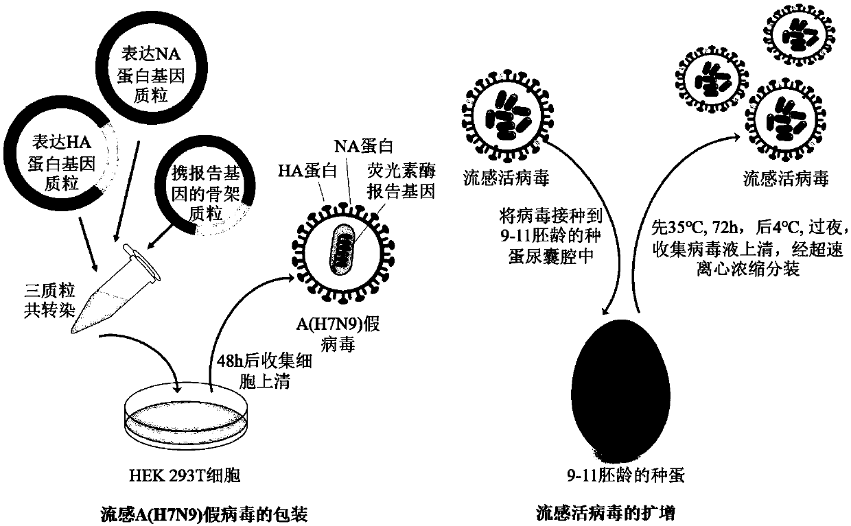 Composition for treating and/or preventing influenza, method and application thereof