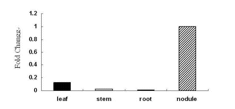 Method for cultivating transgenic nitrogen-fixing plants