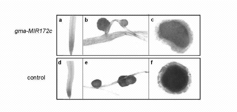 Method for cultivating transgenic nitrogen-fixing plants