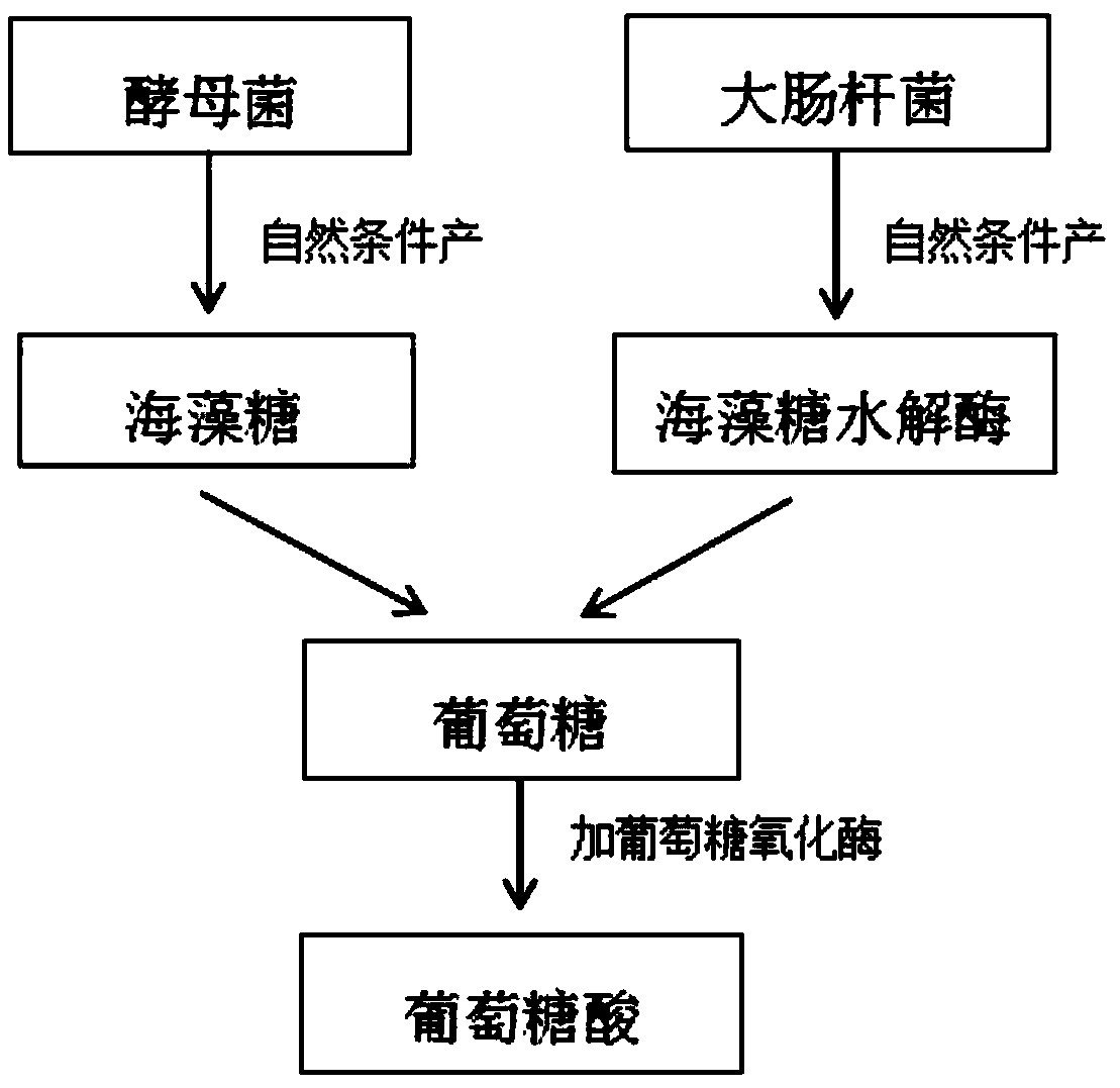 Method for preparing biofuel cell by using trehalose produced by yeast