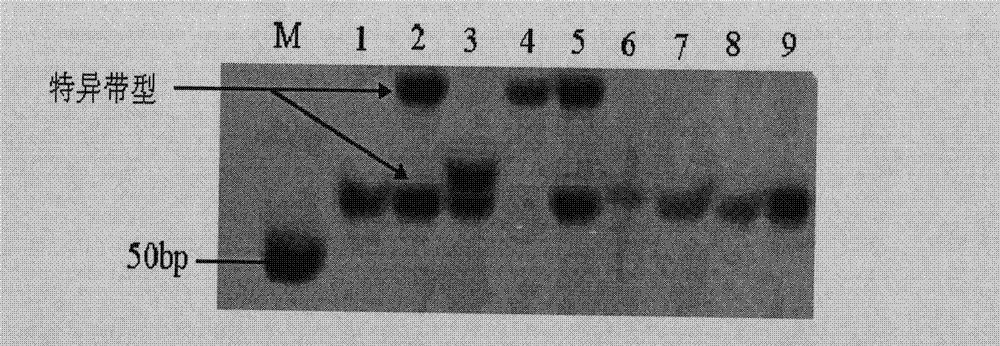 Molecular marking method for identifying tea clonal variety of tea trees