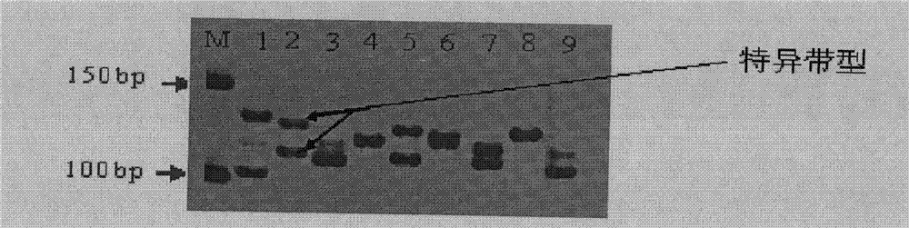 Molecular marking method for identifying tea clonal variety of tea trees