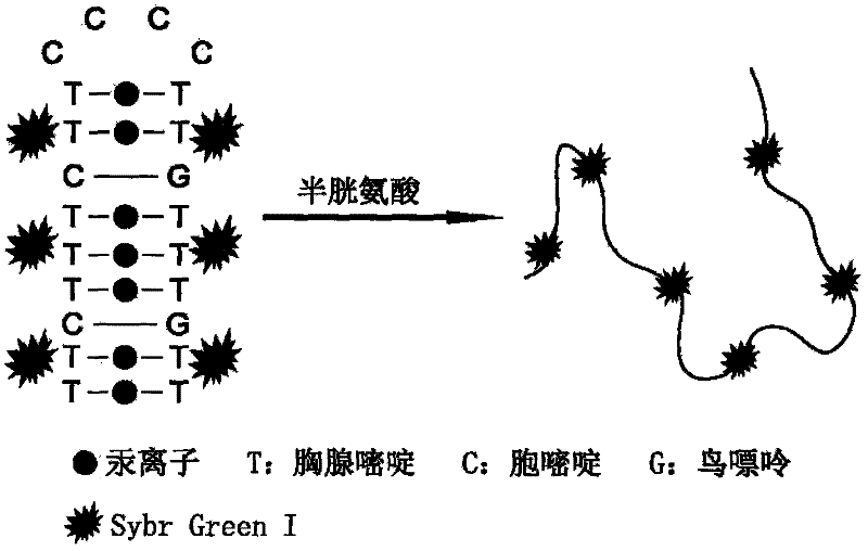 Fluorescence detection method of cysteine