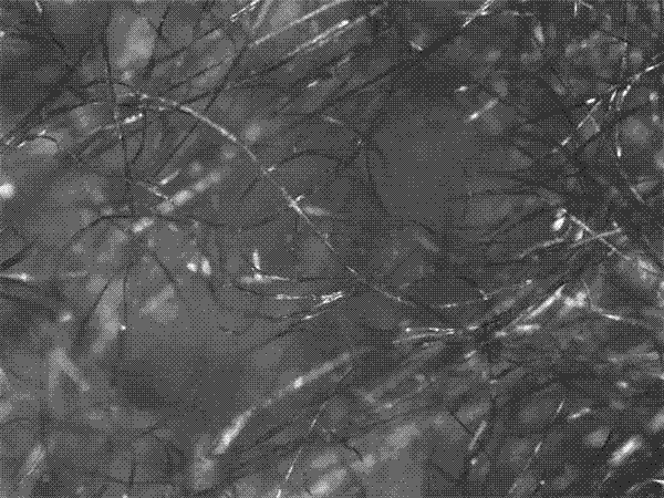 Modification method of alginate dressing taken as lithium battery diaphragm