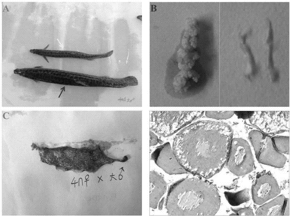 Method for obtaining high-proportion female loaches through interspecies cross