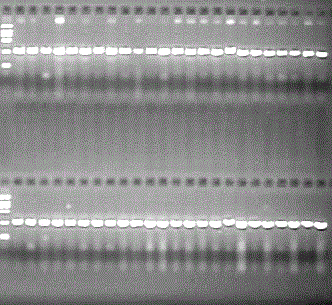 Method for extracting rice DNA (Deoxyribonucleic Acid)