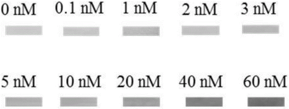 Mercury ion test strip and preparation method and testing method thereof