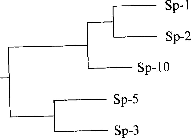 Method of discriminating good and bad production of spirurina strain