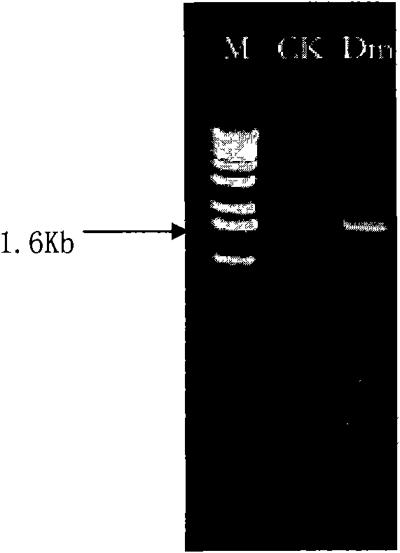 Coding beta-galactosidase gene and expression and application thereof