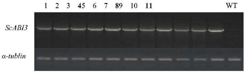 Transcription factor with function of improvement of plant stress resistance