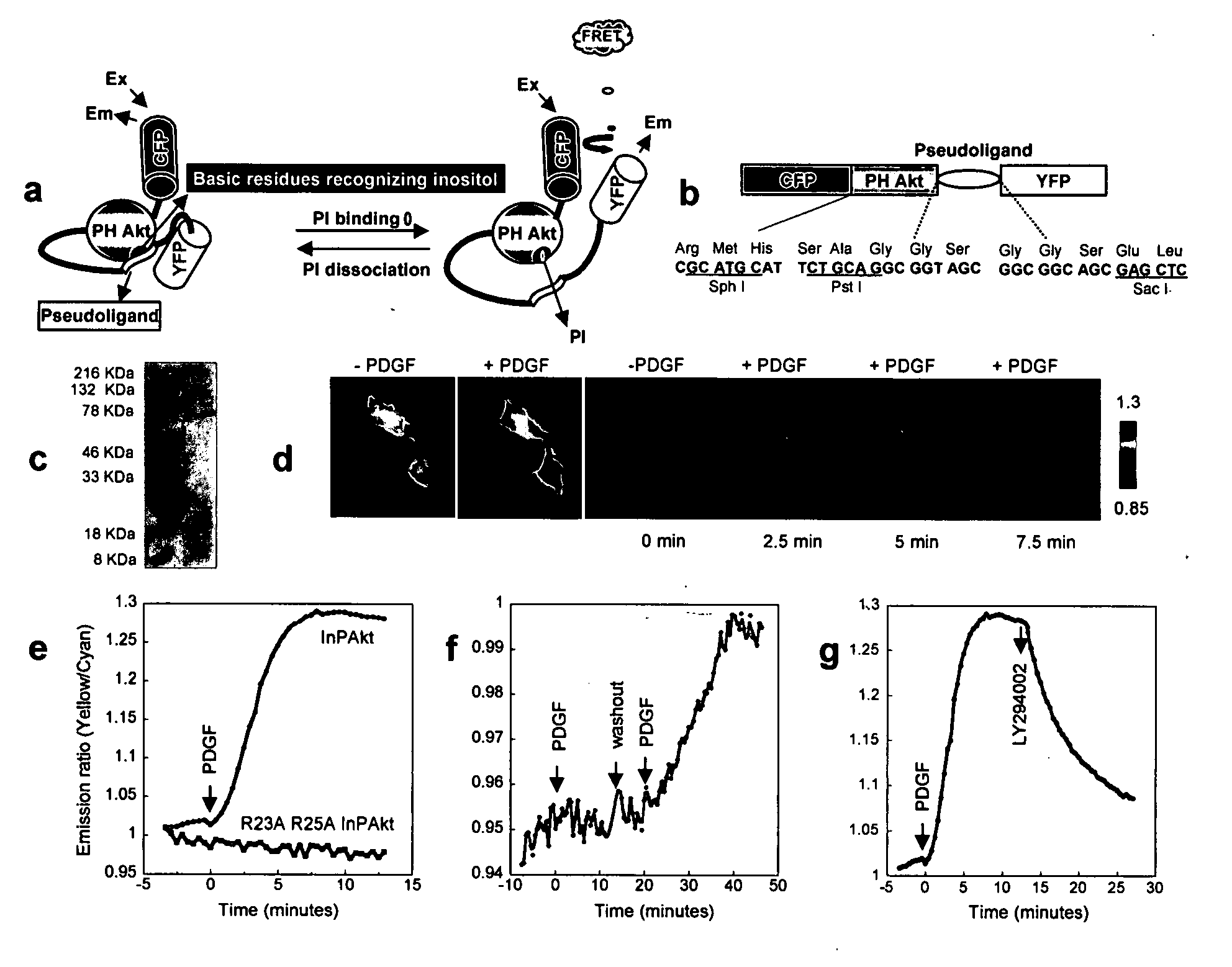 Emission ratiometric indicators of phosphoinositides