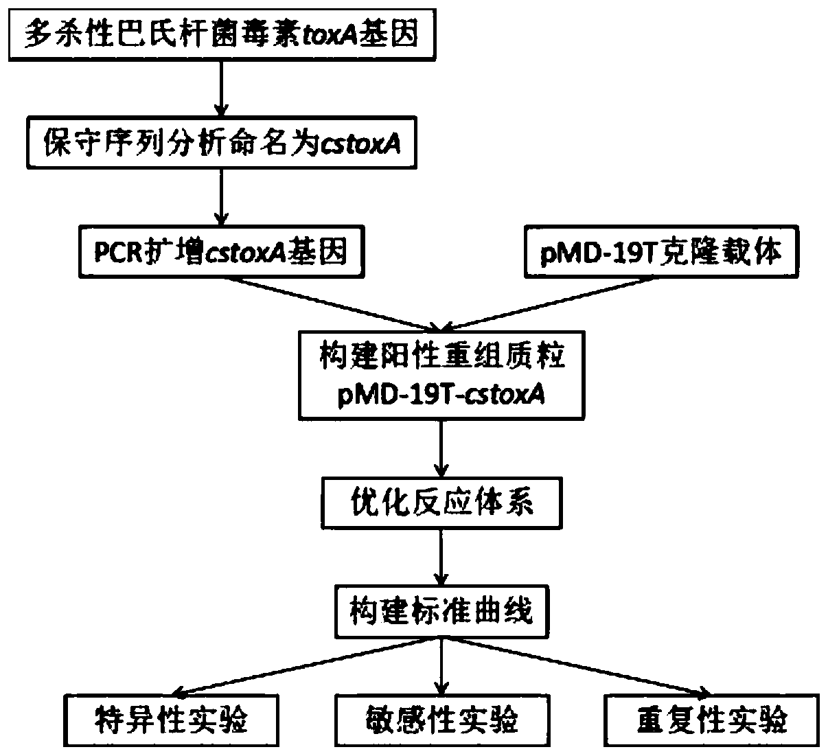 Creation of sheep-derived pasteurella multocida fluorescent quantitative PCR (polymerase chain reaction) standard curves