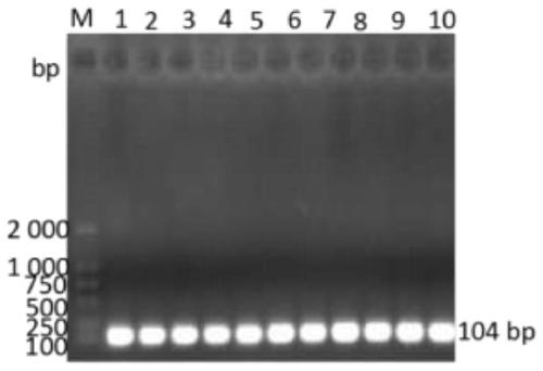 Creation of sheep-derived pasteurella multocida fluorescent quantitative PCR (polymerase chain reaction) standard curves