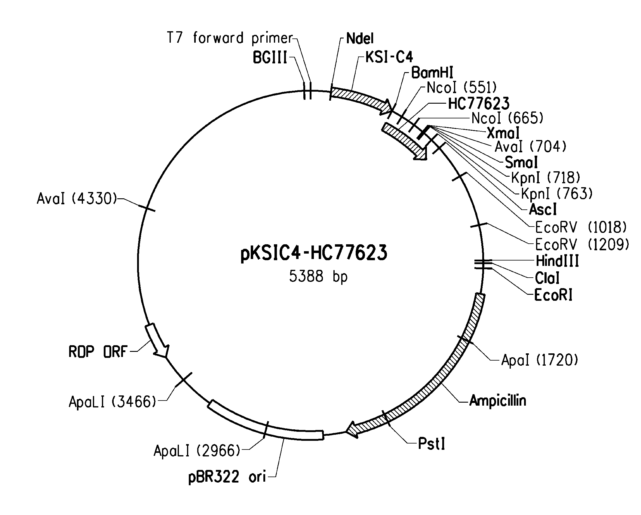 Peptides having affinity for body surfaces