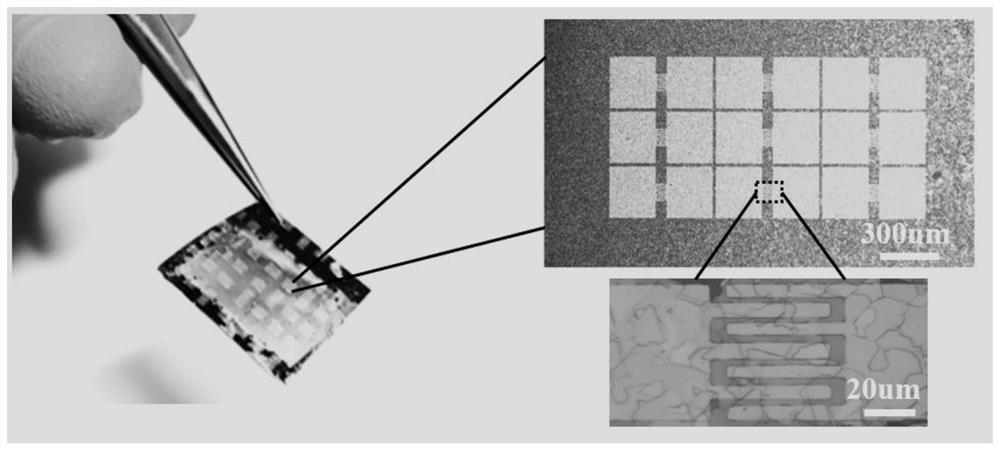 Pain receptor constructed based on indium sulfide film and application of pain receptor