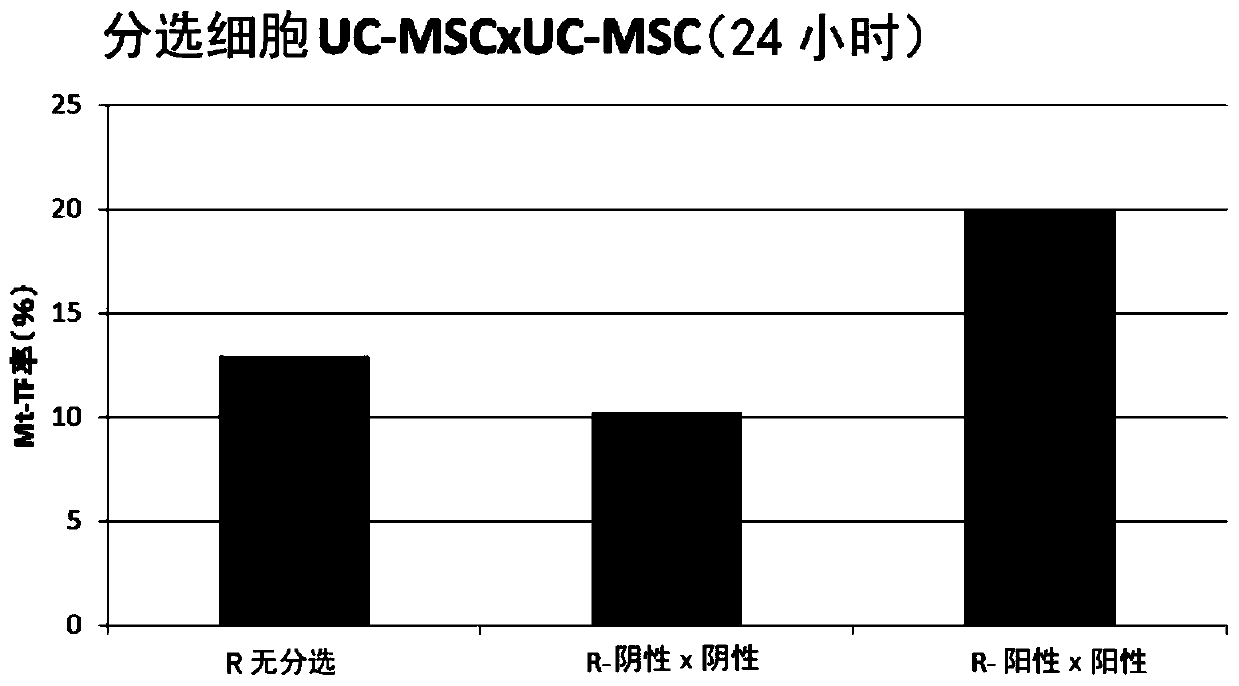 Ror1-positive mesenchymal stem cell-containing pharmaceutical composition for preventing or treating disease associated with fibrosis, method for preparing same, and method for preventing or treating disease associated with fibrosis using ror1-positive mesenchymal stem cells