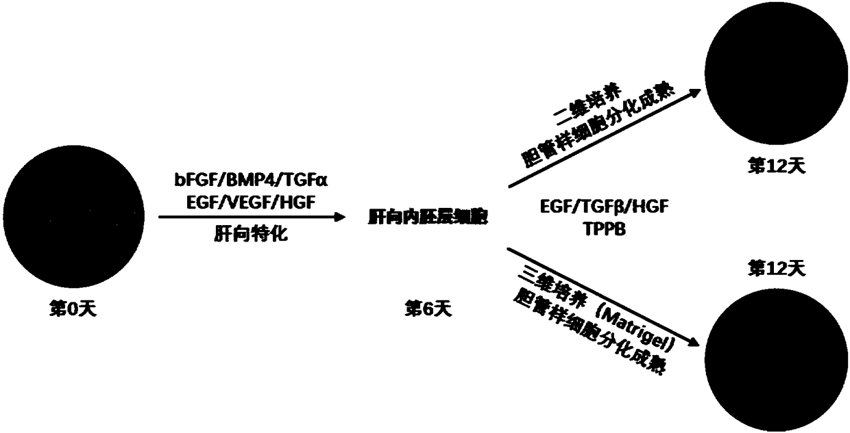 Method for promoting human cholangiocytes to differentiate and mature through MAPK/PKC signaling pathway activator