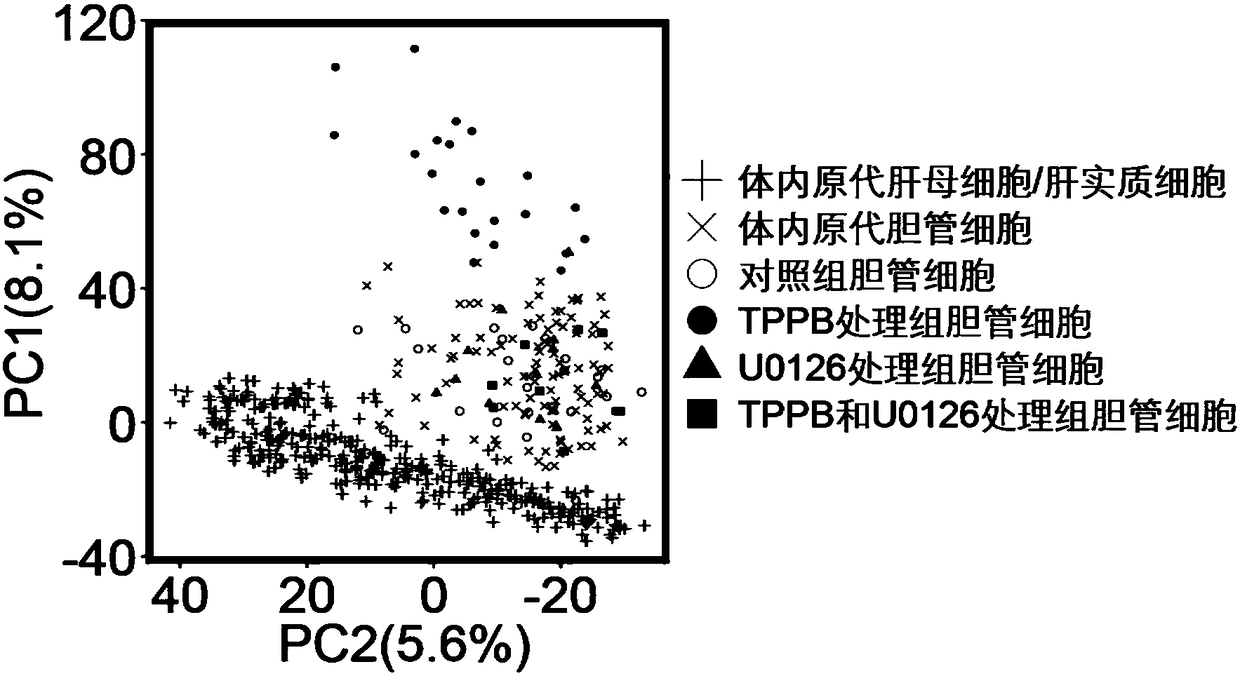 Method for promoting human cholangiocytes to differentiate and mature through MAPK/PKC signaling pathway activator