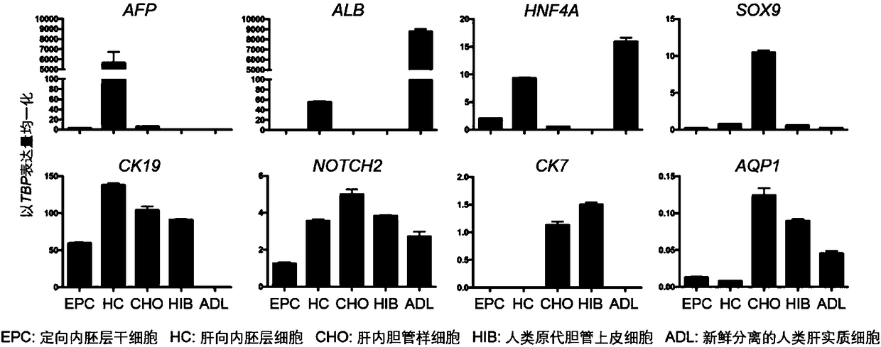 Method for promoting human cholangiocytes to differentiate and mature through MAPK/PKC signaling pathway activator