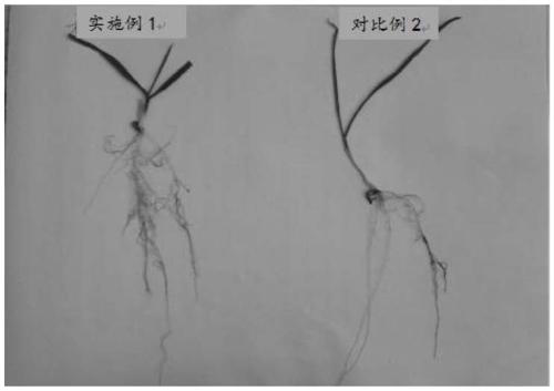 Method for planting wheat in Northern Xinjiang