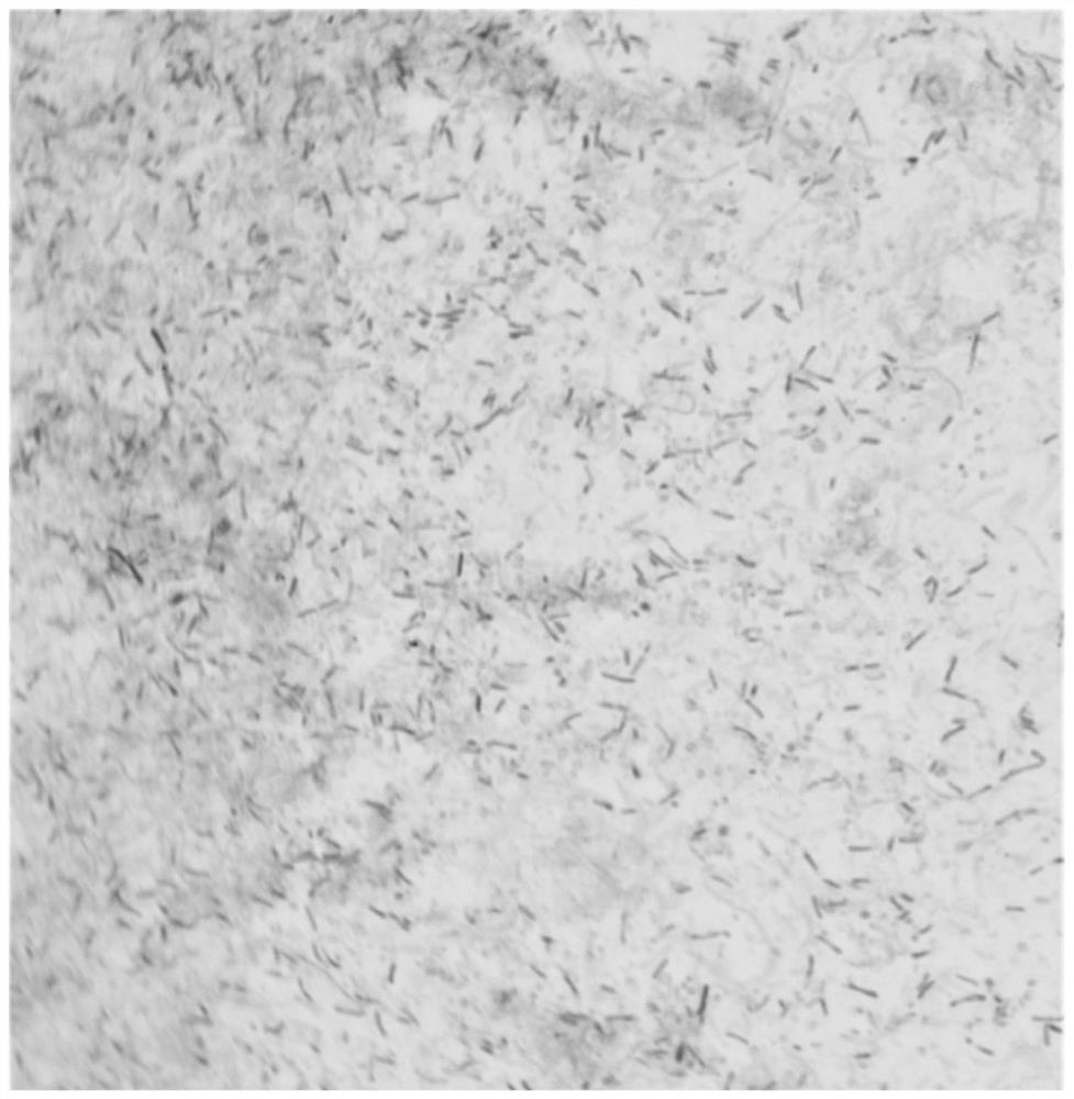 A strain of Pseudomonas monkeys for preventing and controlling Dactylodes and its fermentation broth and application