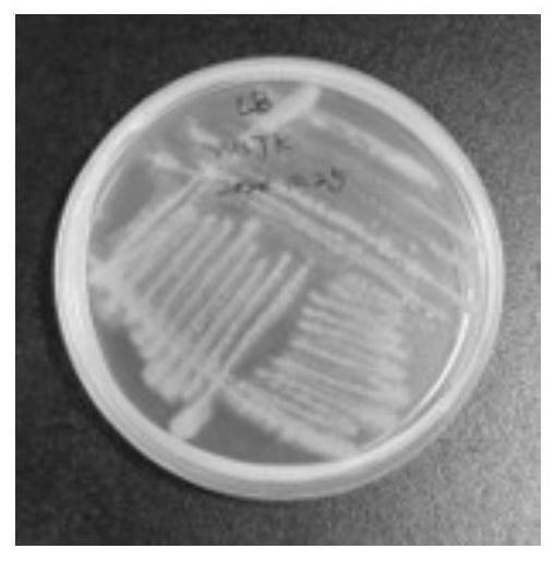 A strain of Pseudomonas monkeys for preventing and controlling Dactylodes and its fermentation broth and application