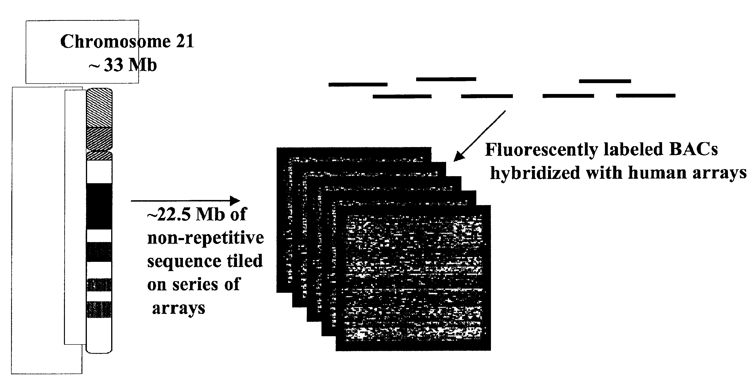 Methods for identifying the evolutionarily conserved sequences