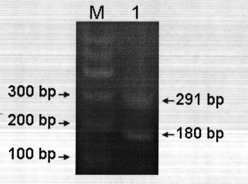 Double PCR (polymerase chain reaction) rapid detection method for escherichia coli O157:H7 and kit