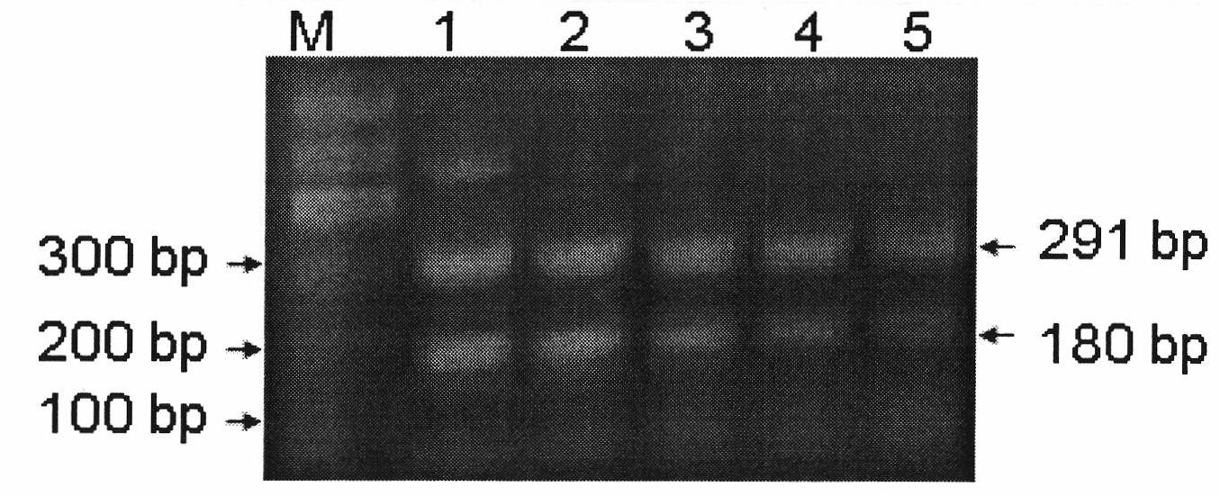 Double PCR (polymerase chain reaction) rapid detection method for escherichia coli O157:H7 and kit