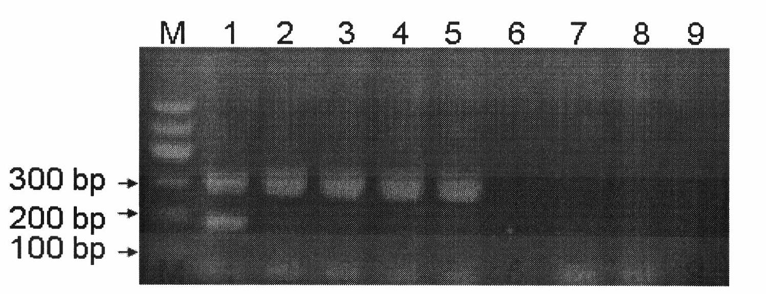 Double PCR (polymerase chain reaction) rapid detection method for escherichia coli O157:H7 and kit