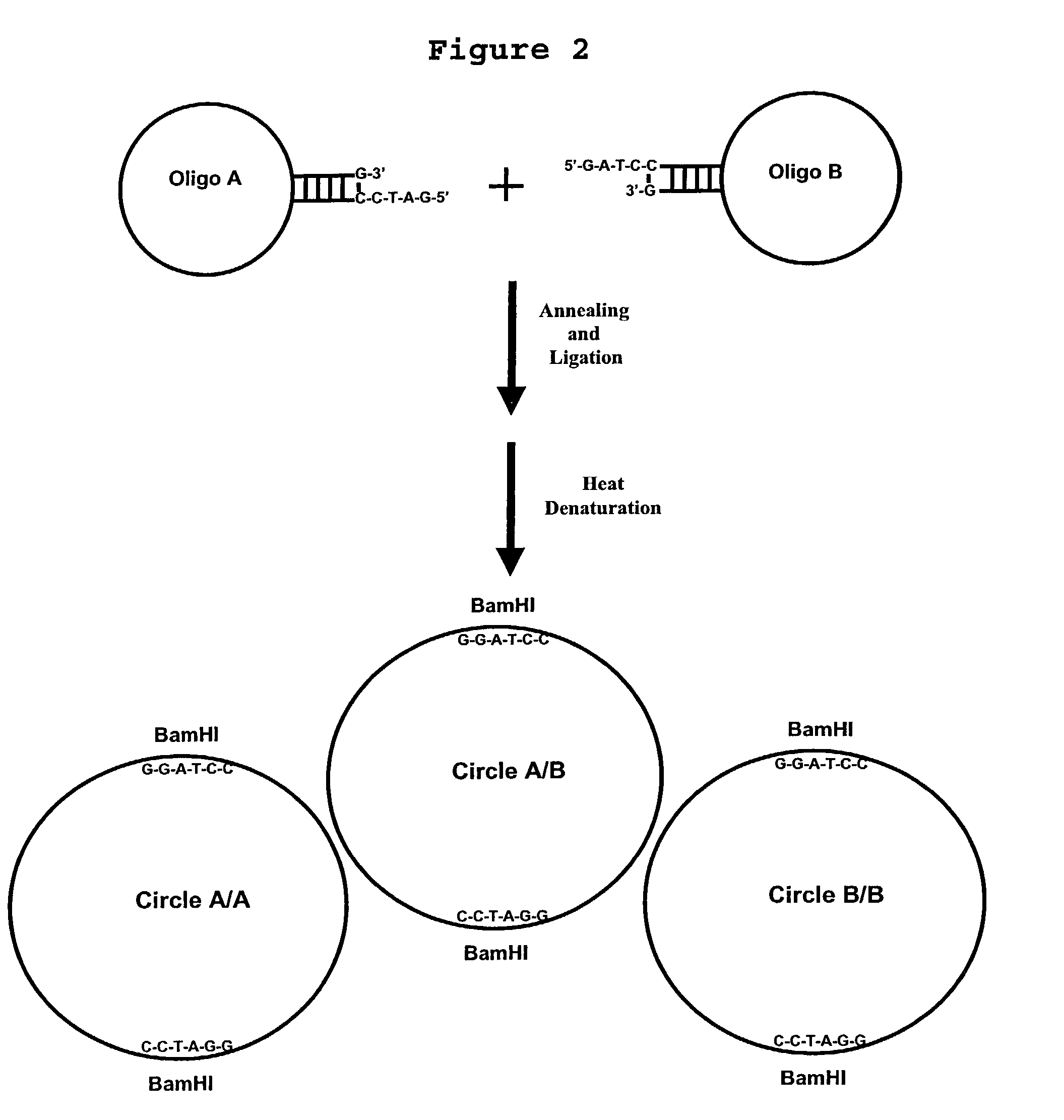 Generation of single-strand circular DNA from linear self-annealing segments