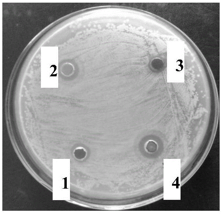 Preparation method of marine organism nano antibacterial gel-liquid adhesive bandage