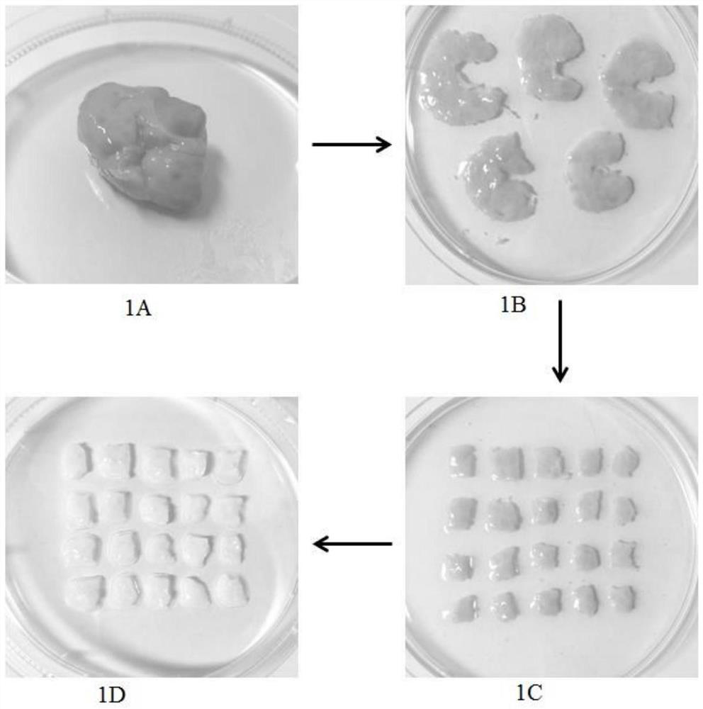 Ovarian extracellular matrix scaffold and hydrogel as well as preparation method and application thereof