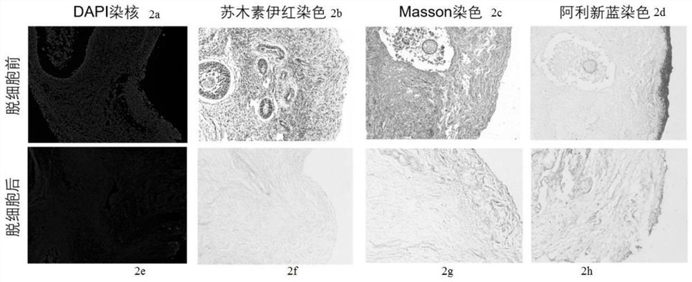 Ovarian extracellular matrix scaffold and hydrogel as well as preparation method and application thereof