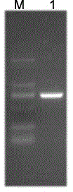 Cucumber CsMADSi gene overexpression vector and an application thereof