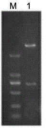 Cucumber CsMADSi gene overexpression vector and an application thereof