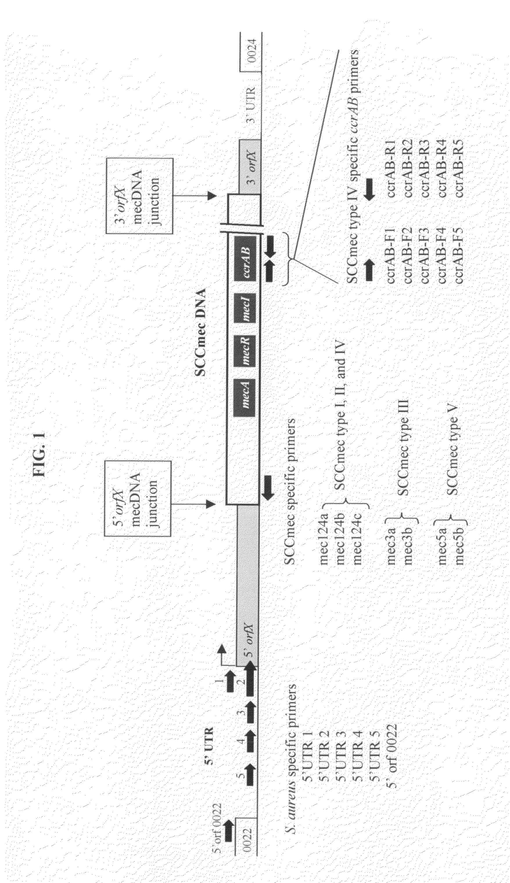 Method of determining types I, II, III, IV or V or methicillin-resistant Staphylococcus aureus (MRSA) in a biological sample