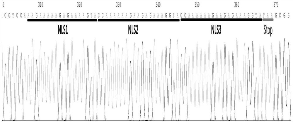 PDA (at) CRISPR/Cas9/sgHMGA2 NPs complex, preparation method and application