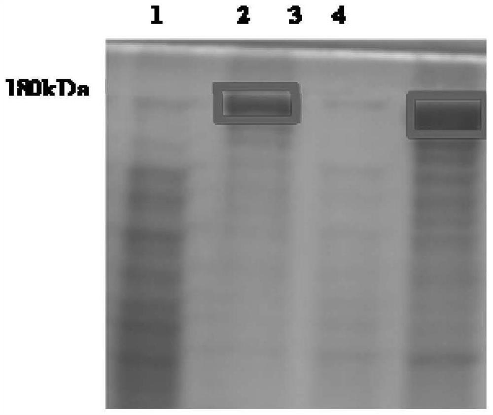 PDA (at) CRISPR/Cas9/sgHMGA2 NPs complex, preparation method and application