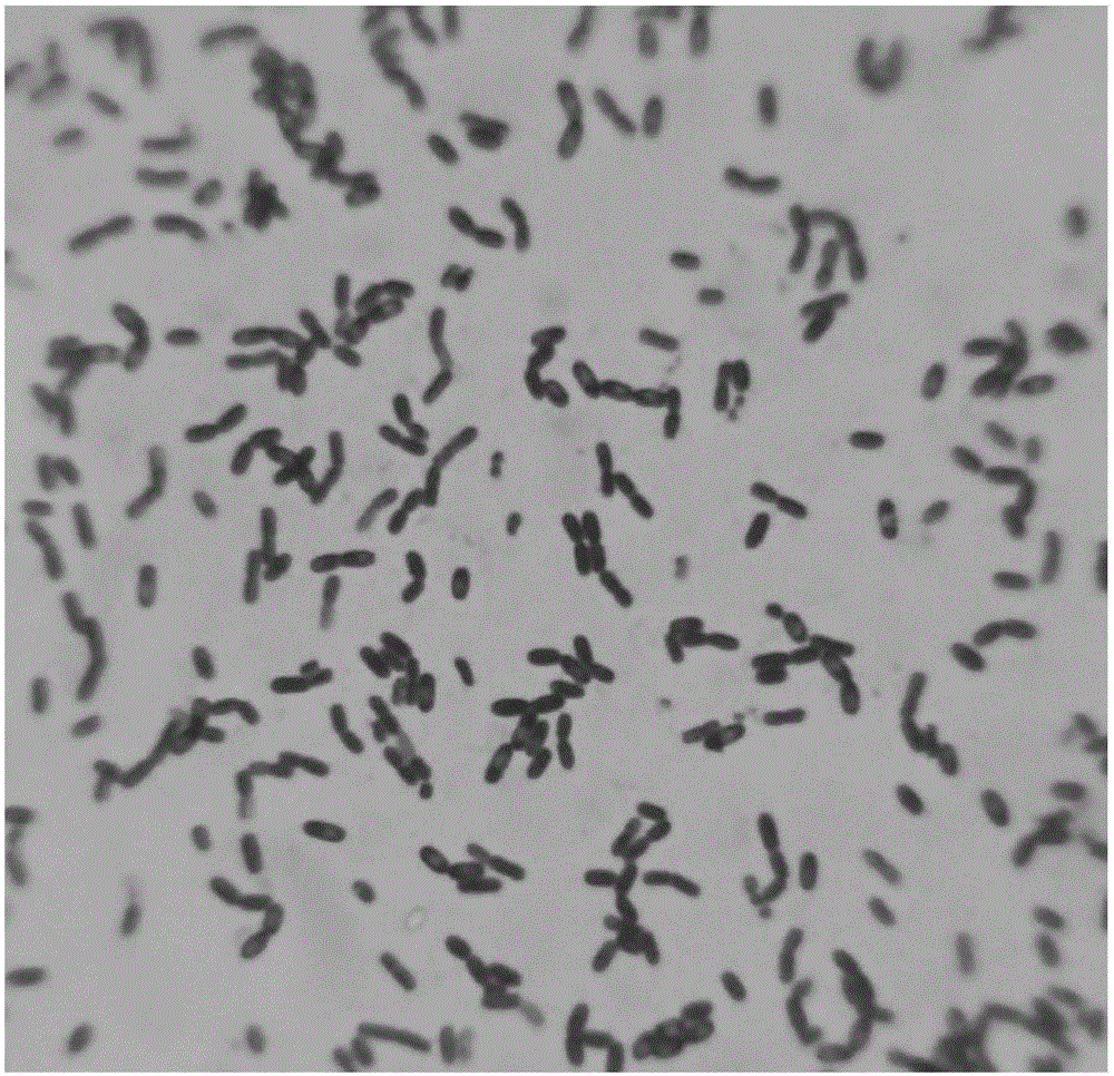 Pediococcus acidilactici and application thereof in kitchen waste