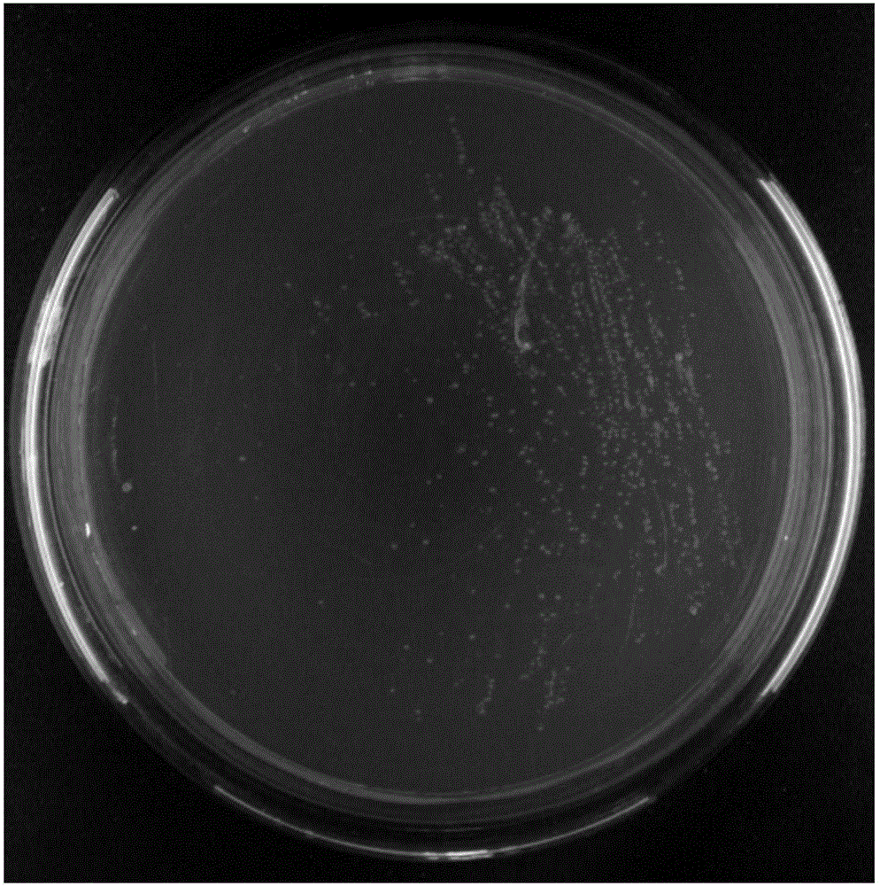 Pediococcus acidilactici and application thereof in kitchen waste