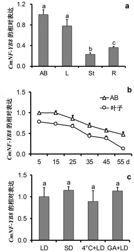 Chrysanthemum nuclear factor cmnf-yb8 and its application in flowering regulation and juvenile leaf number regulation