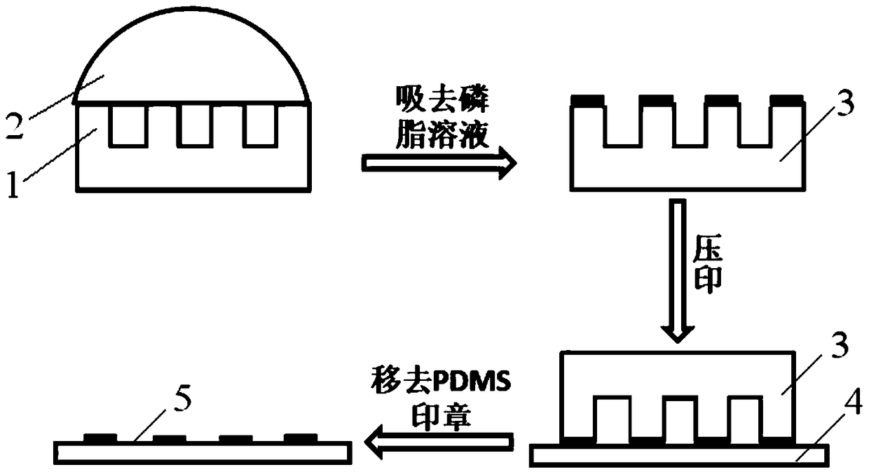 A method for preparing giant phospholipid vesicle arrays based on microcontact printing technology using the electric field of point-surface electrodes