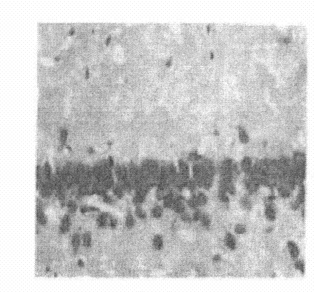 Persimmon leaf extract preparation, preparing method thereof and application thereof