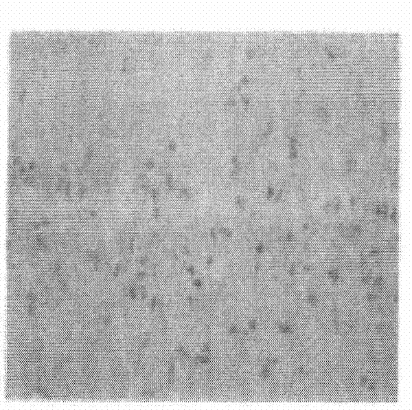 Persimmon leaf extract preparation, preparing method thereof and application thereof