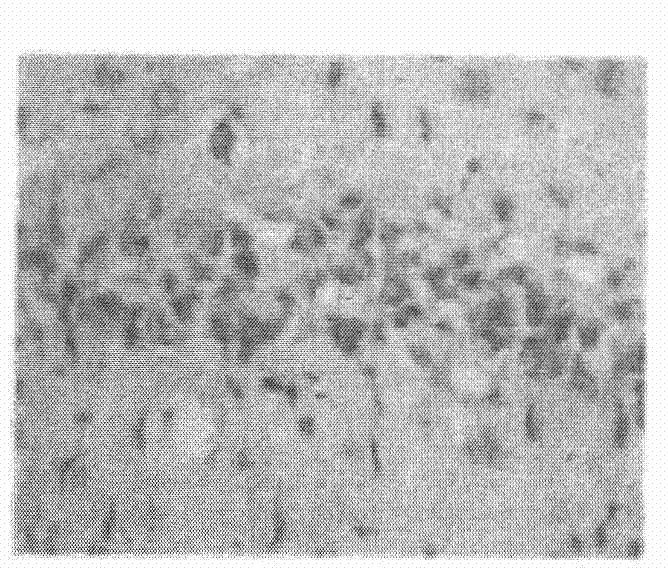 Persimmon leaf extract preparation, preparing method thereof and application thereof